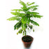 Curry Leaves, Kadi Patta Plants